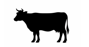 ＃137　【お肉の解説】「牛のお尻ってどこですか？」